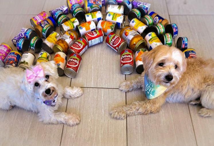 Dogs sitting at the end of a rainbow of cans