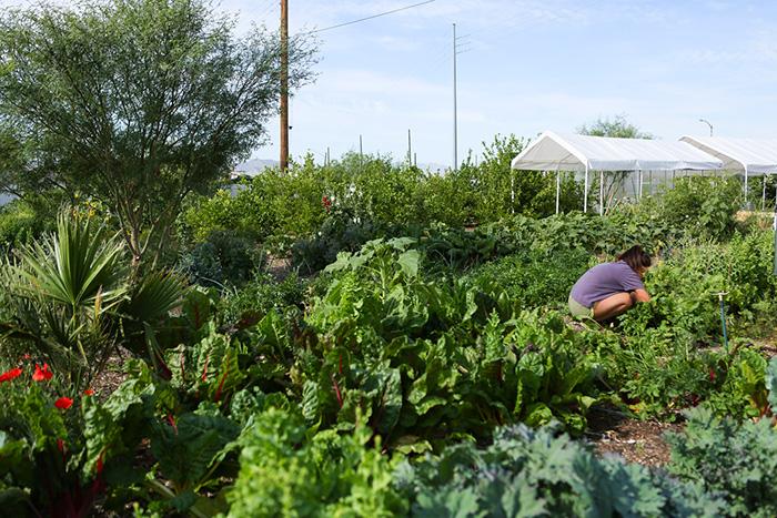 St. Vincent de Paul Urban Farm