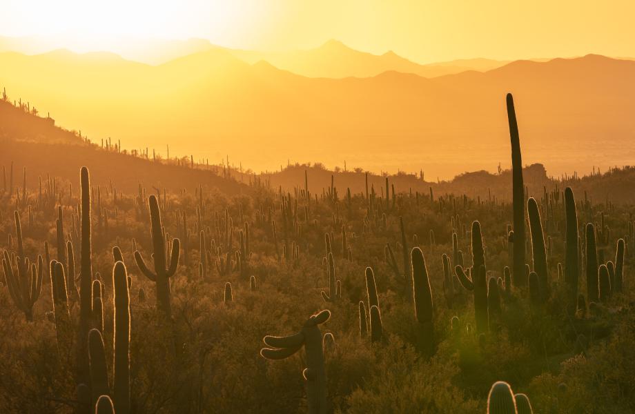 cacti