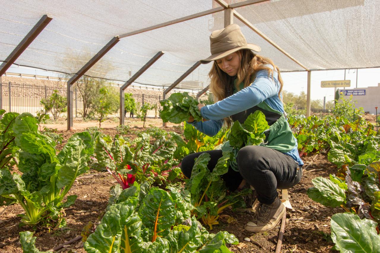 woman picking plants in a garden