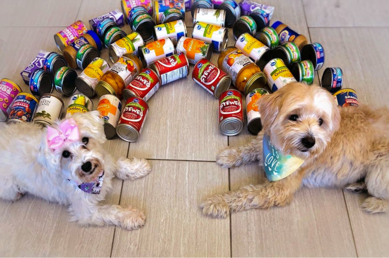 Two dogs sitting at the end of a canned food rainbow