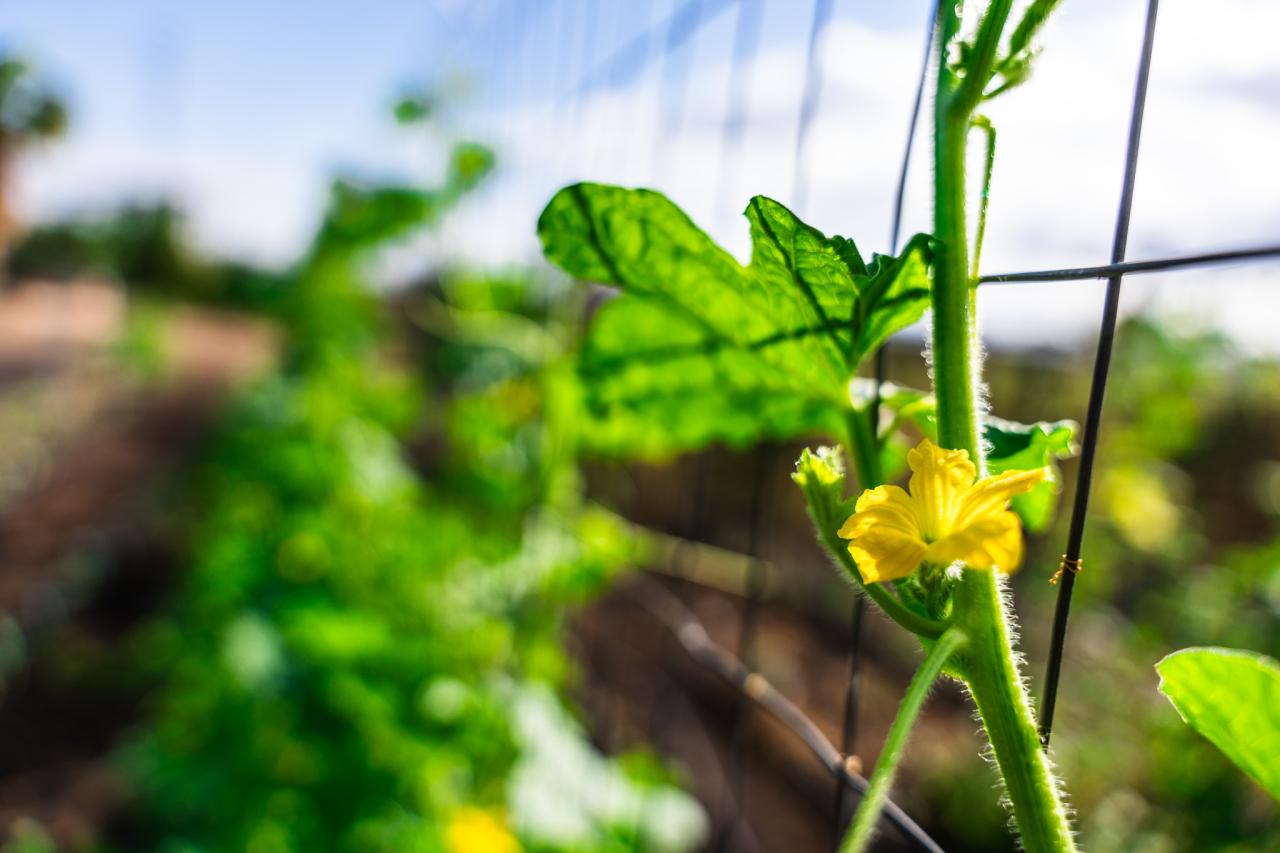 A squash flower budding at SVdP's Urban Farm.